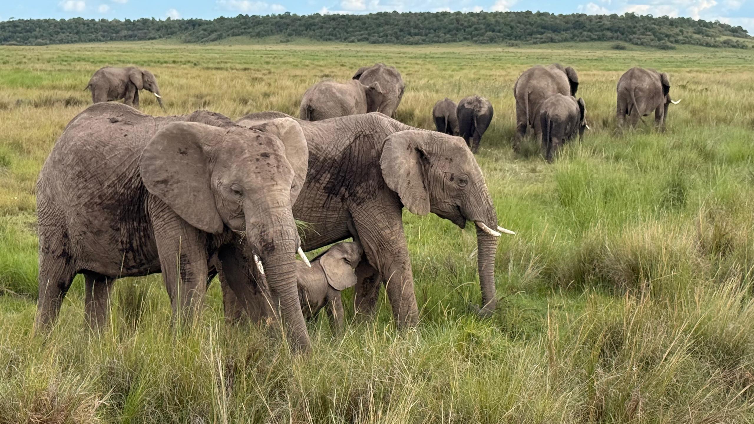 African Safari · Photographed in Kenya by Madam Teoh