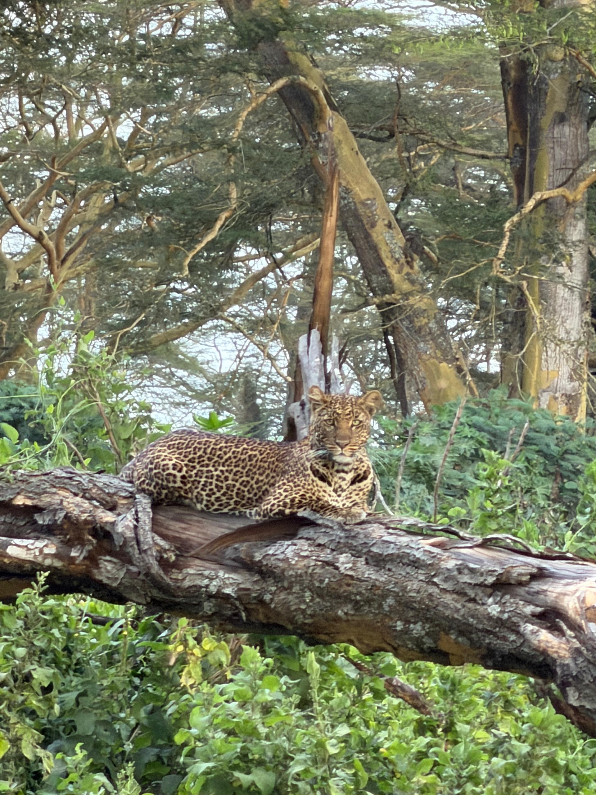 Safari · Leopard photographed by Madam Teoh