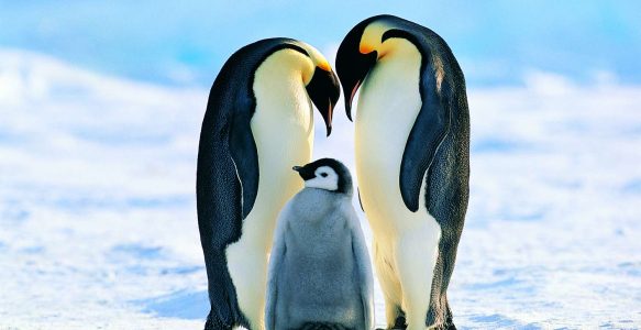 Antarctica, Emperor Penguin of Weddell Sea
