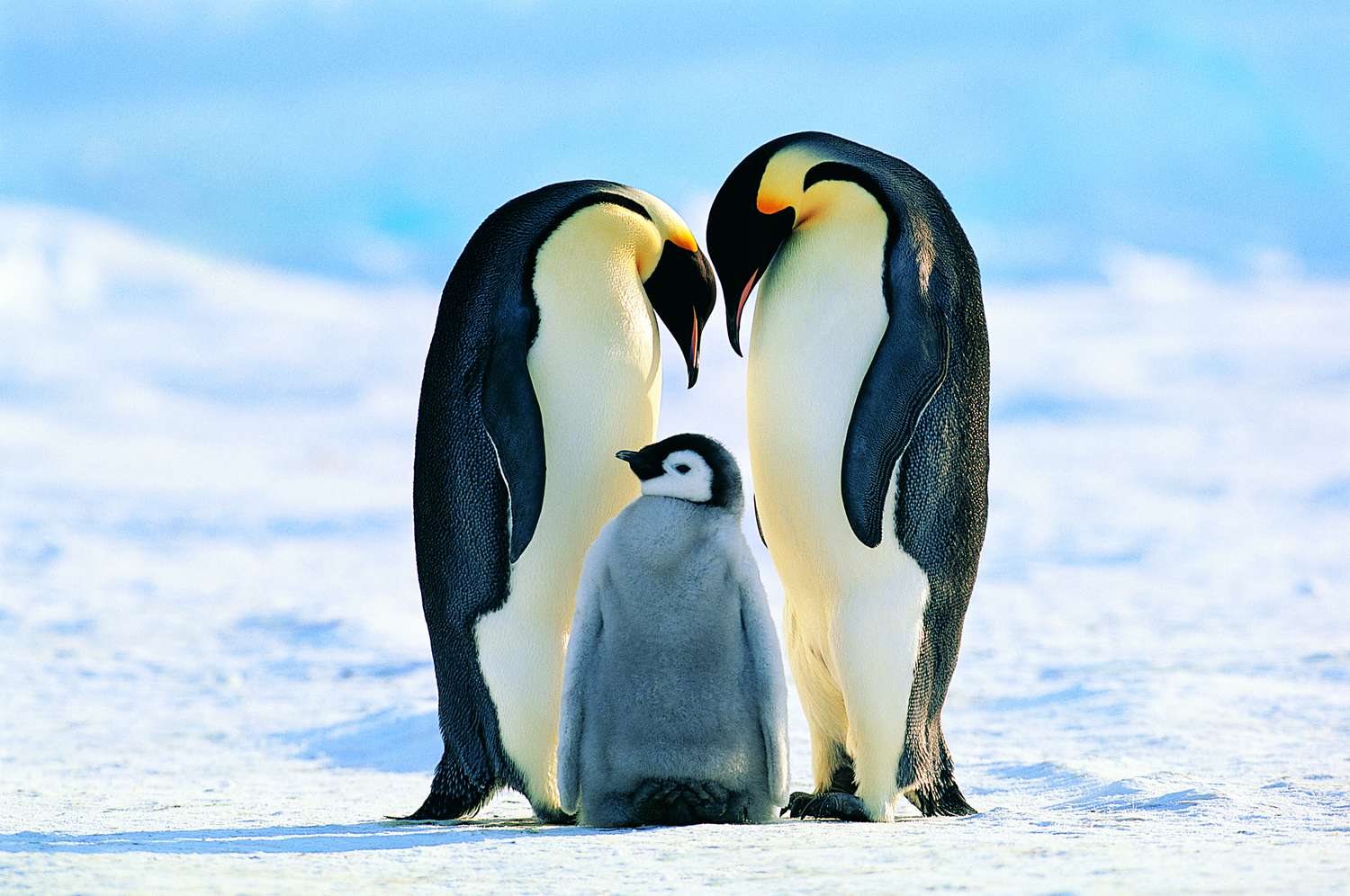 Antarctica, Emperor Penguin of Weddell Sea